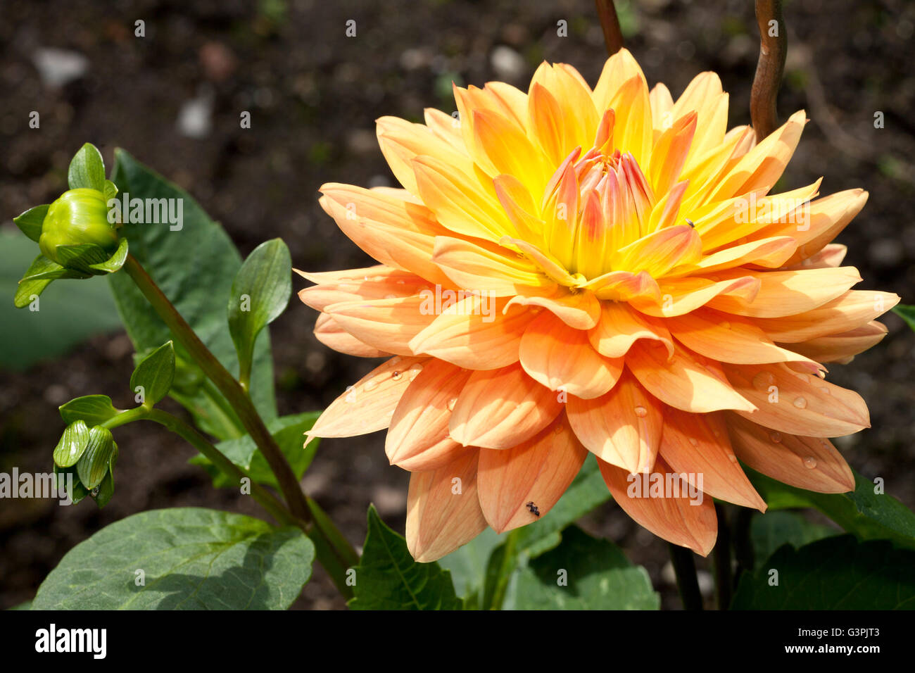 Herbert smith dahlia hi-res stock photography and images - Alamy