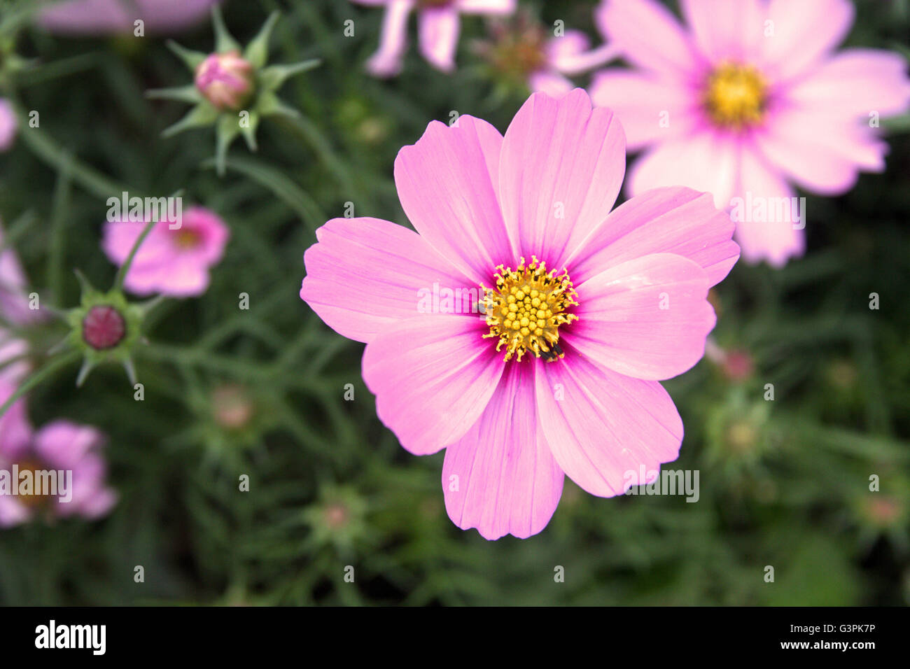 Pink chrysanthemum in the garden Stock Photo