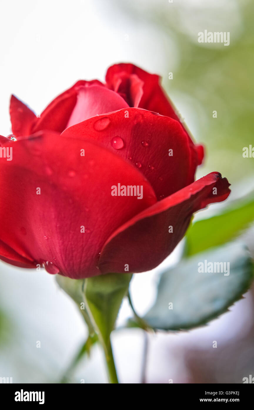 red rose profile flowerhead with raindrops Stock Photo Alamy
