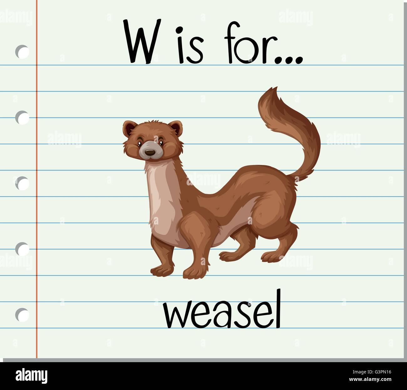 Flashcard letter W is for weasel illustration Stock Vector