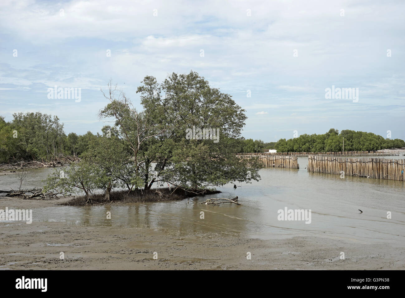 mangrove forest, bamboo barrier for protection coastline wave Stock Photo
