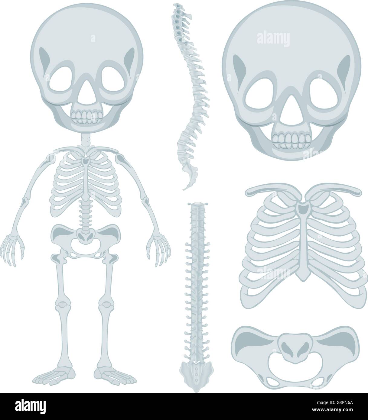 Human skeleton for young kid illustration Stock Vector Image &amp; Art - Alamy
