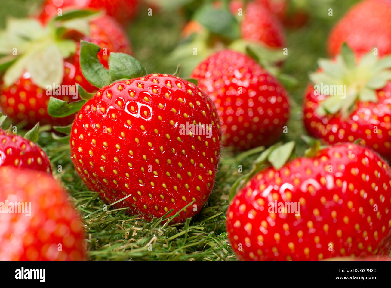 close up of strawberries Stock Photo - Alamy