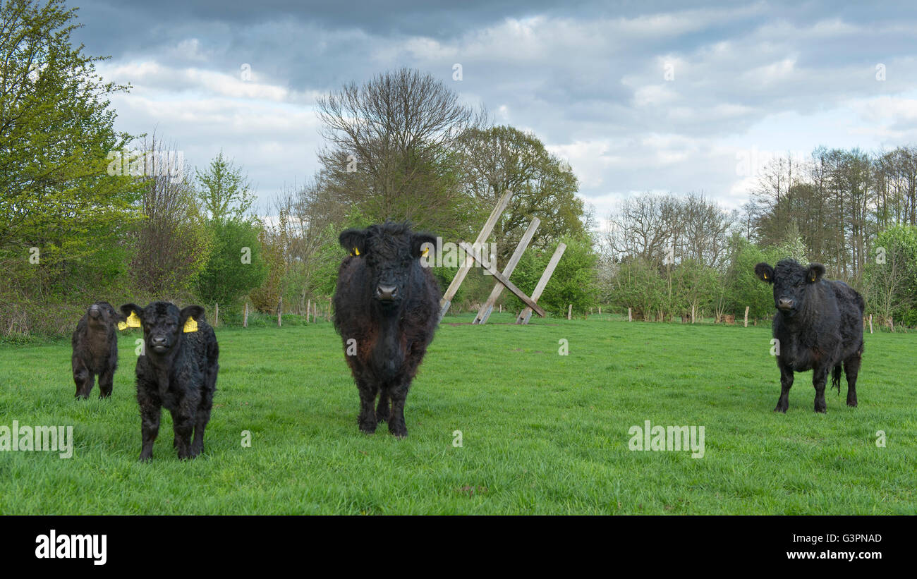 black galloway cattles on green pasture, landkreis vechta, oldenburg münsterland, lower saxony, germany Stock Photo