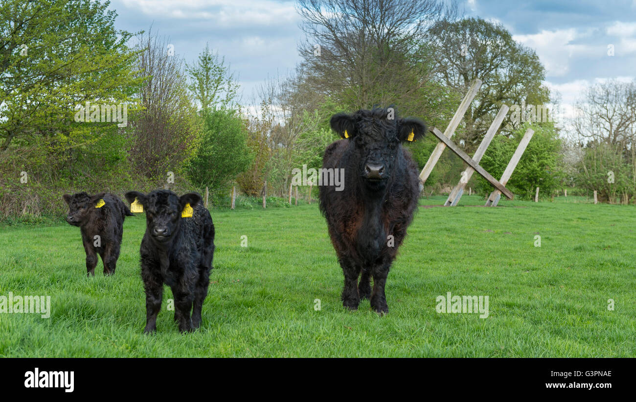 black galloway cattles on green pasture, landkreis vechta, oldenburg münsterland, lower saxony, germany Stock Photo
