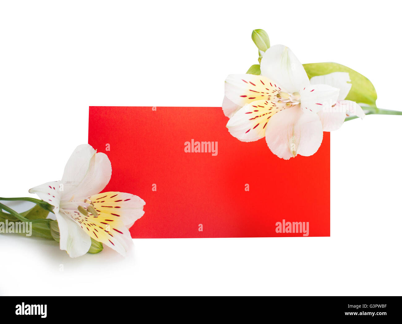Frame Flowers With A Red Piece Of Paper Background Place For Your Text Frame flowers with a red piece of paper background place for your text