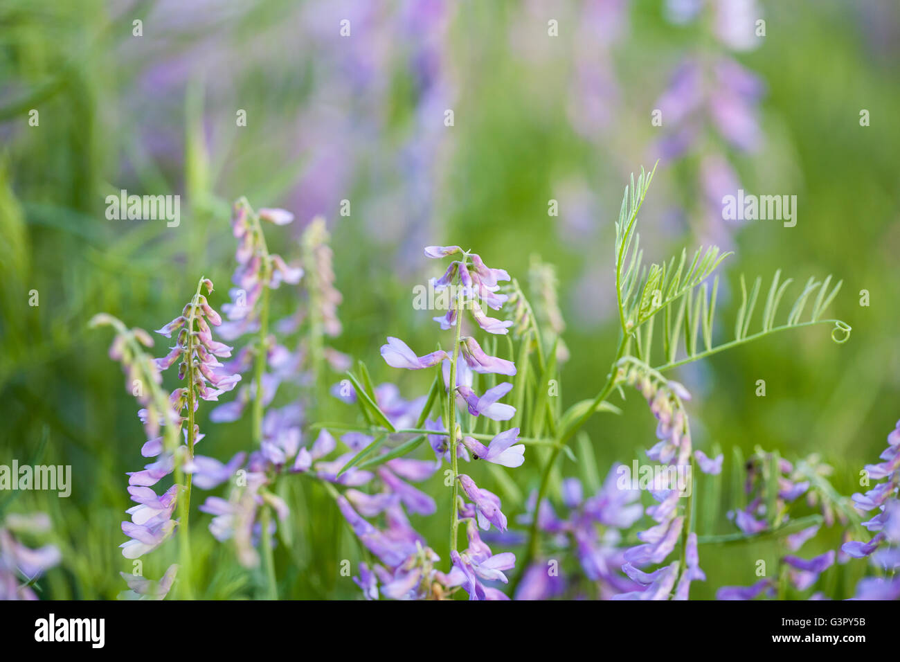 Purple wild flowers on green blurred background Stock Photo - Alamy
