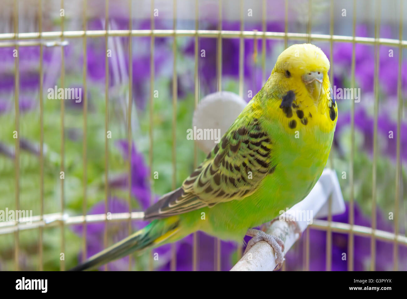 green wavy parrot sits in a cage Stock Photo