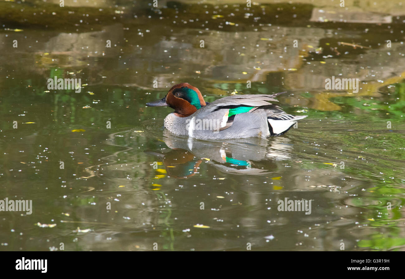 A Green-Winged Teal. Stock Photo