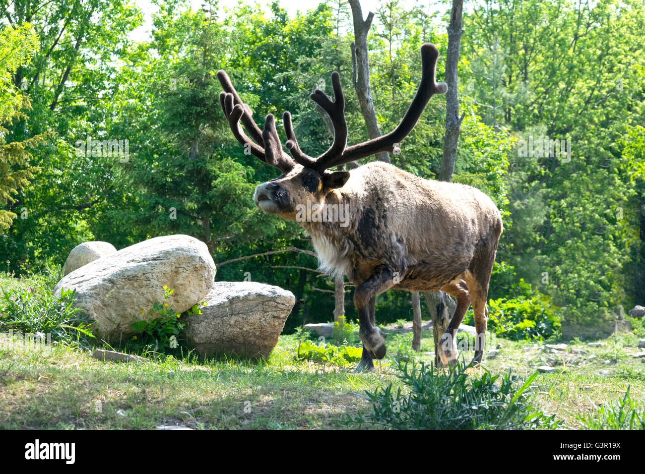 A male caribou at the Ecomuseum, with antlers covered in velvet. Stock Photo