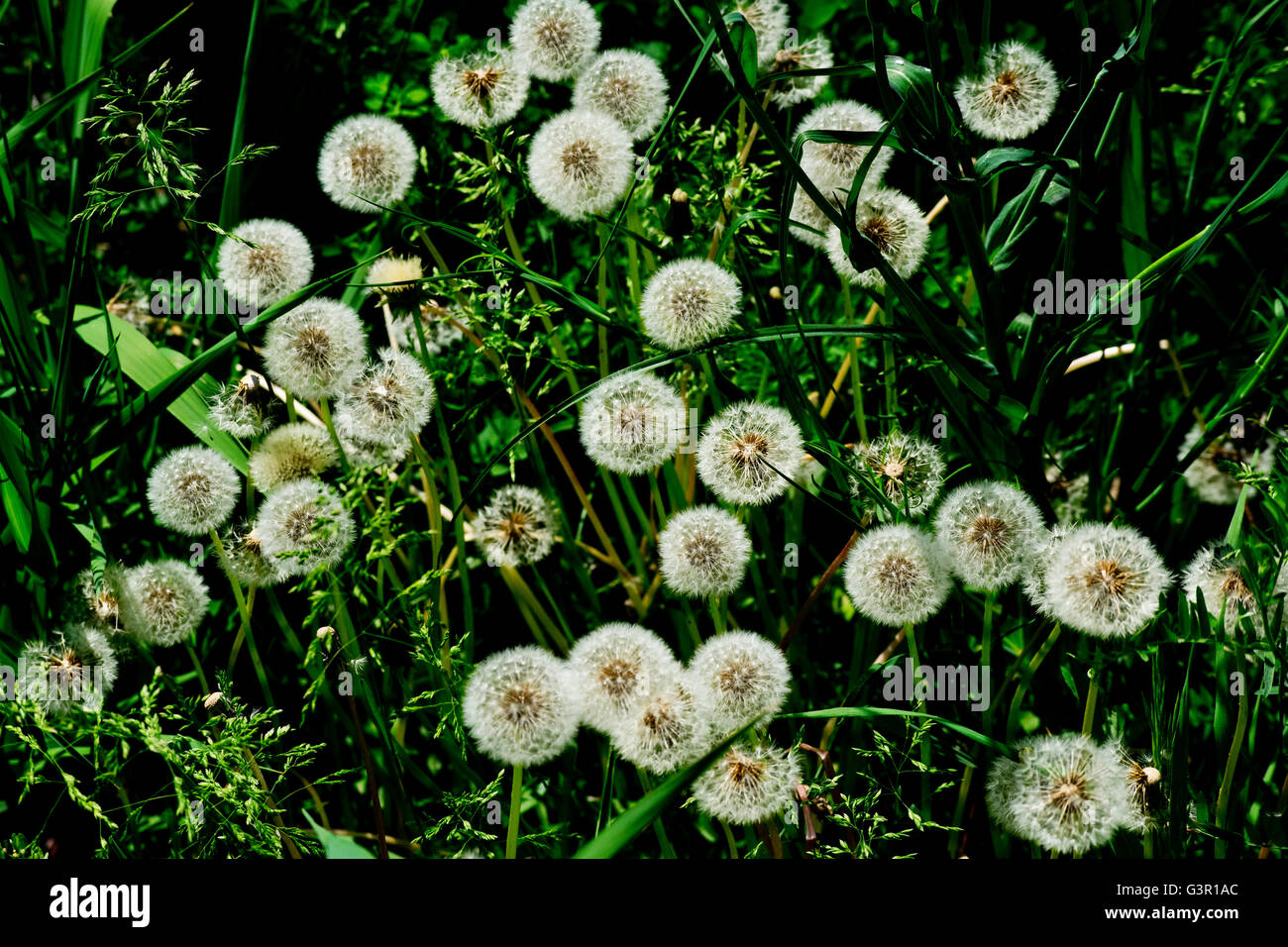 Dandelions gone to seed. Stock Photo