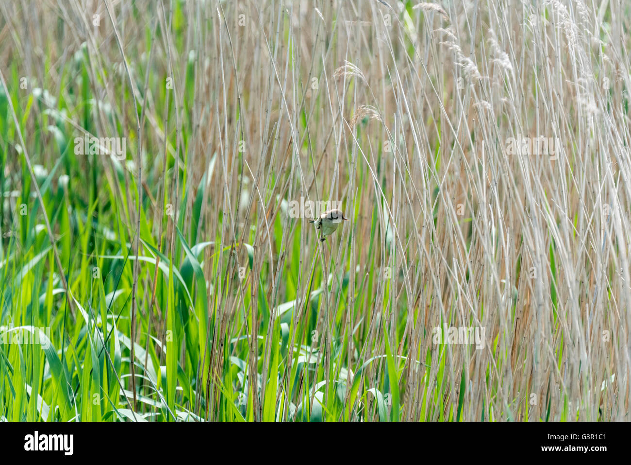 A perched Reed Warbler Stock Photo