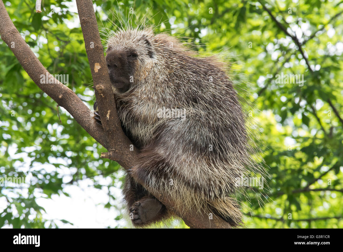 A Common Porcupine. Stock Photo