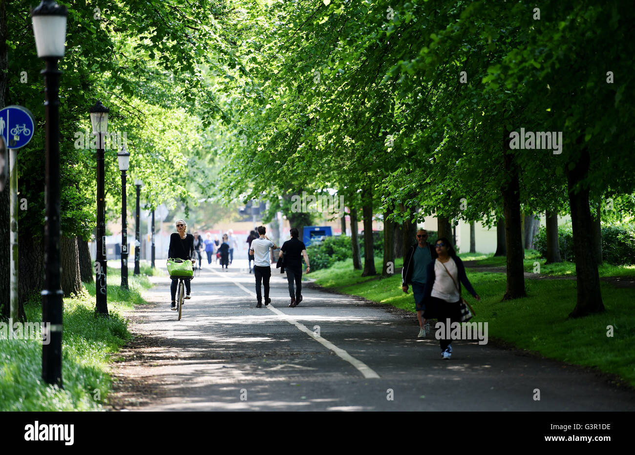 Leafy avenue of trees called The Level Brighton UK Stock Photo Alamy