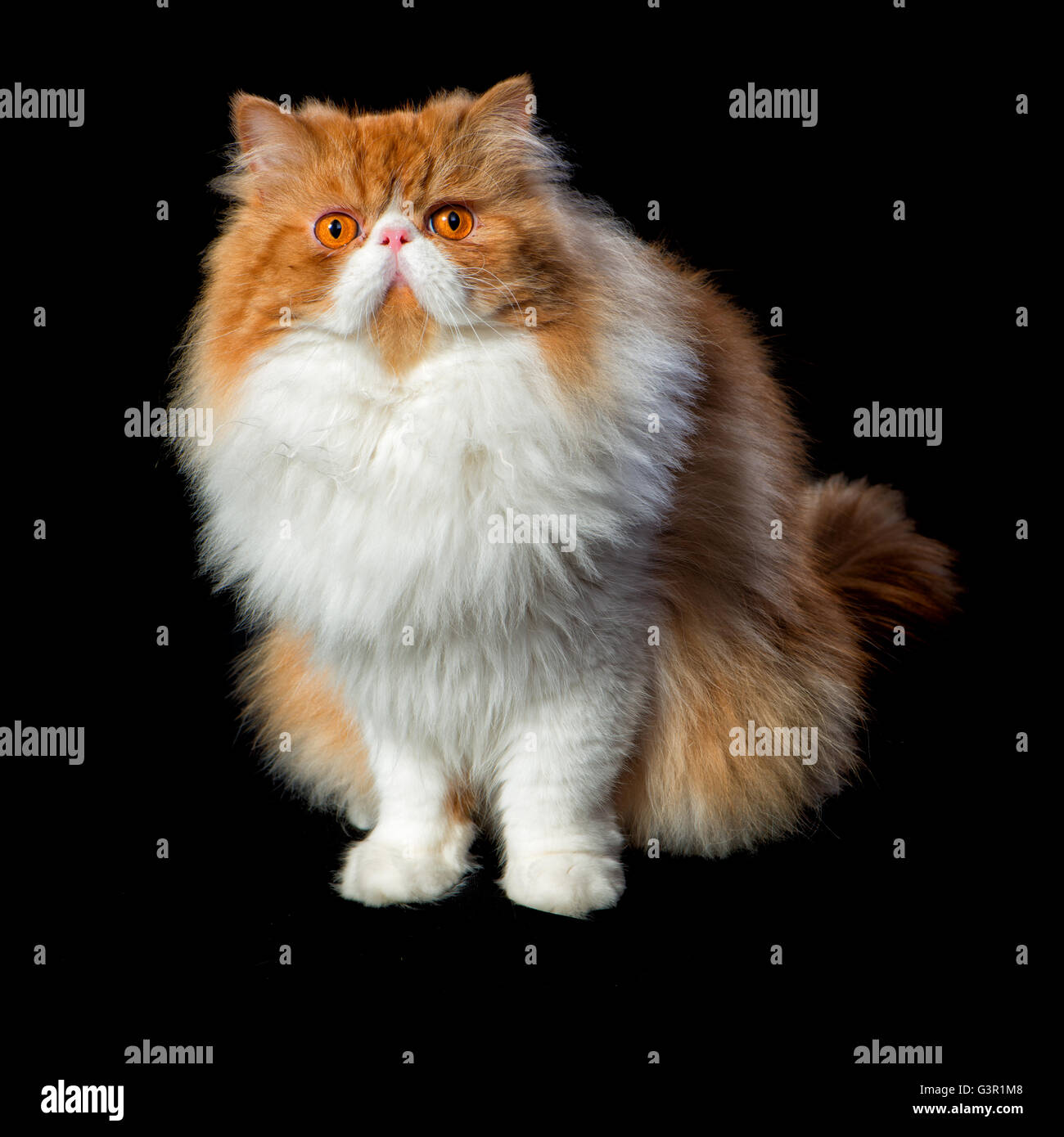 Red big adult persian cat costs on a black background Stock Photo Alamy