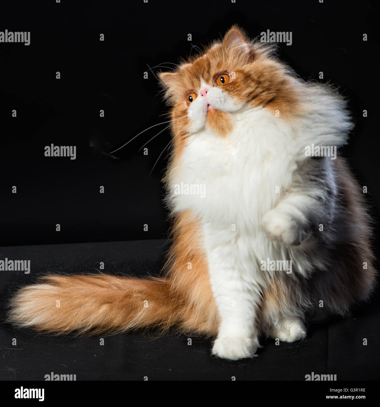 Red big adult persian cat costs on a black background Stock Photo Alamy