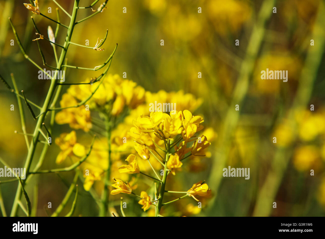 Field mustard (Brassica rapa) in the field Stock Photo