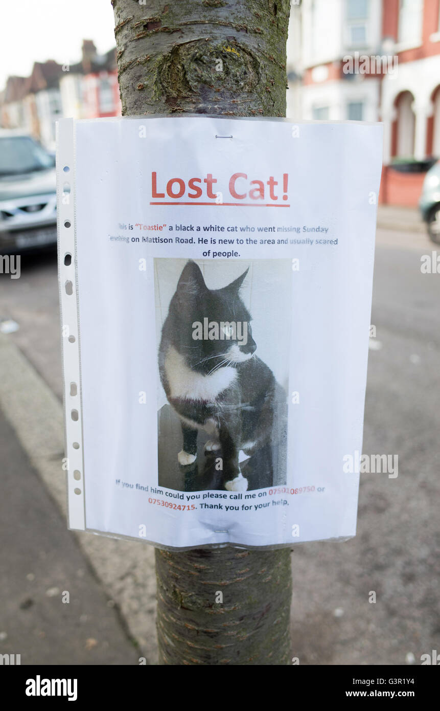 Lost cat sign pinned to a tree, London, England, UK Stock Photo