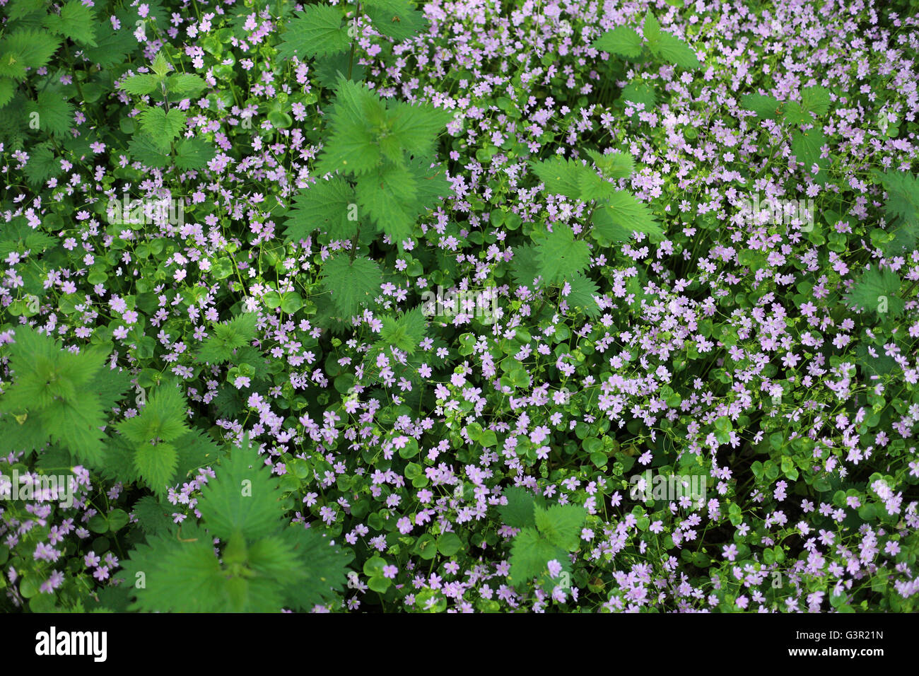 Siberian spring beauty in flower - Pink purlane - Montiaceae Stock Photo
