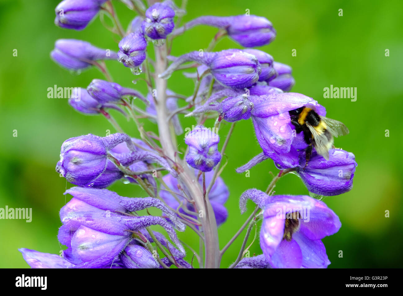 A bumble bee gathering nectar Stock Photo