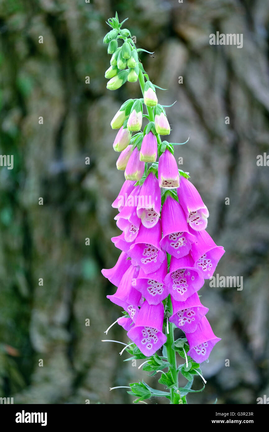 Digitalis hires stock photography and images Alamy