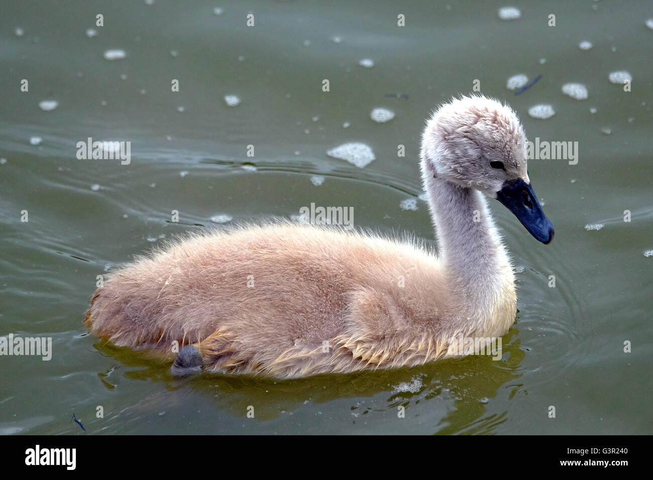 A young whooper swan cygnet (an ugly duckling?) Stock Photo