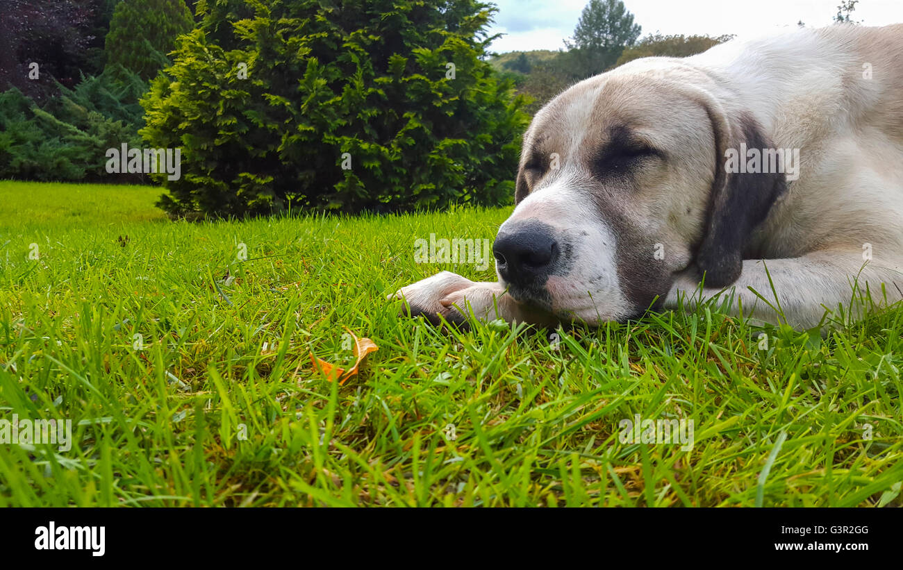 Dog sleeping on green grass Stock Photo