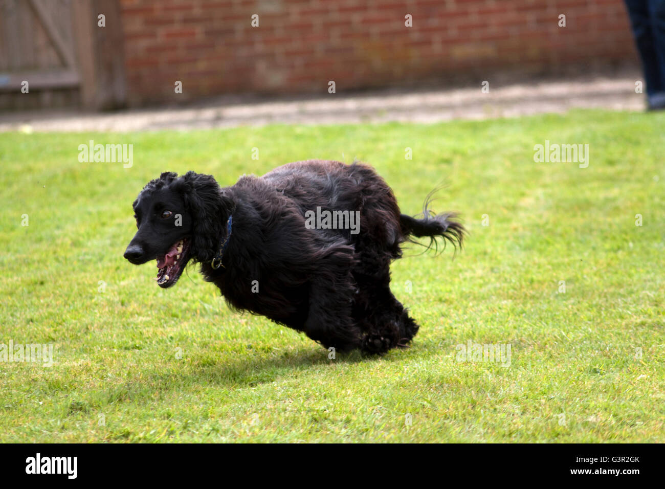 Cocker spaniel playing canis hi-res stock photography and images - Alamy