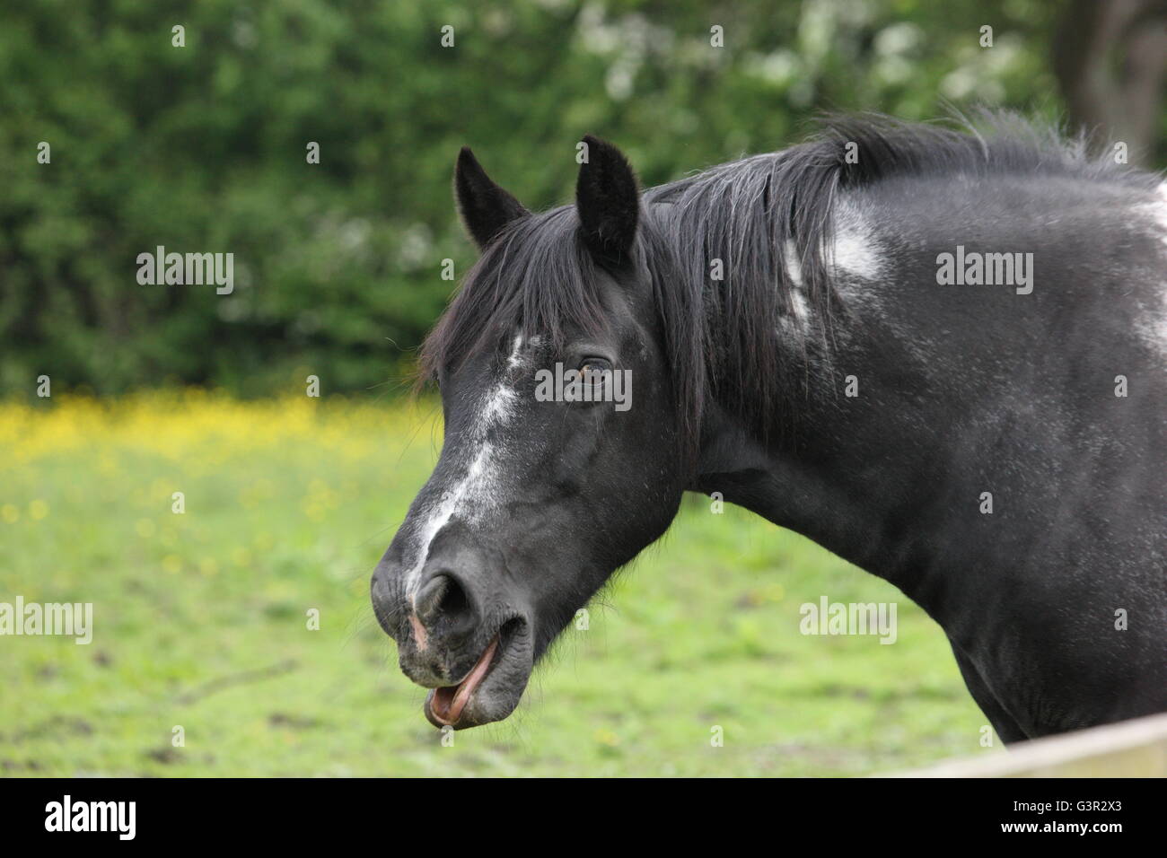 gelding ,piebald ,cob ,head and shoulders, tongue out, grass and hedge behind,equestrian,rural
