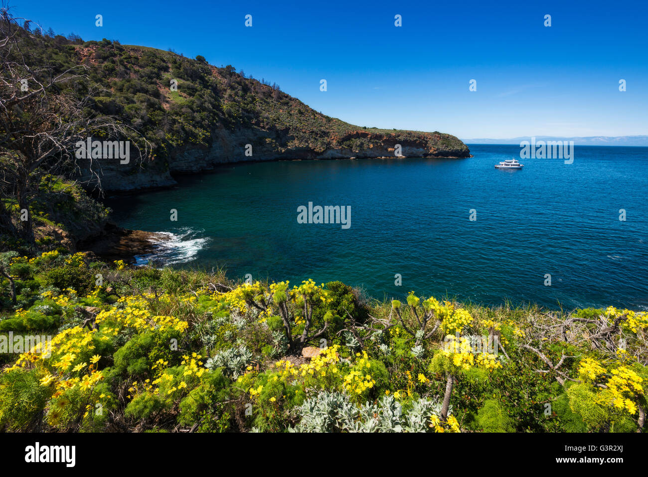 Wildflowers at Pelican Bay, Santa Cruz Island, Channel Islands National
