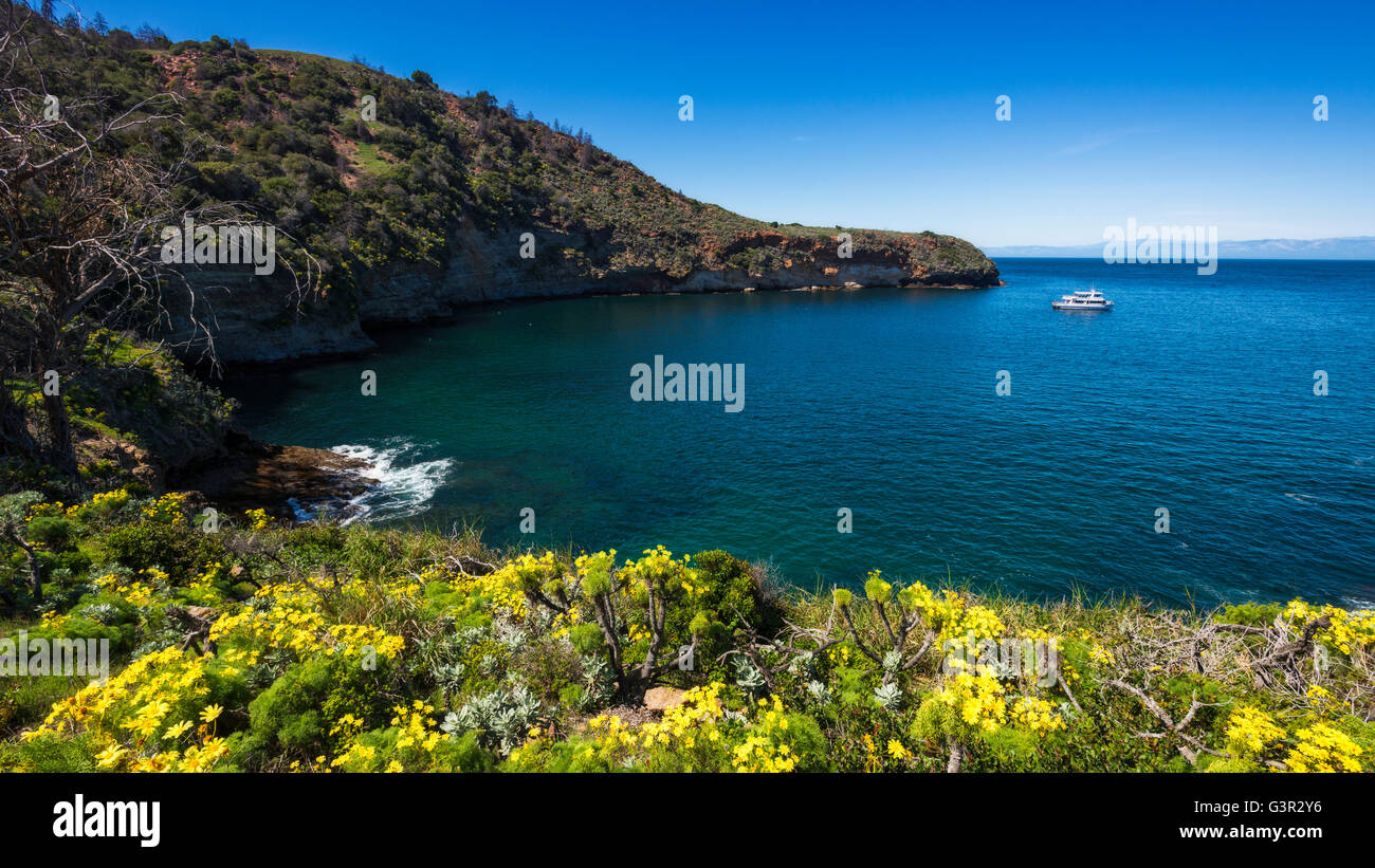 Wildflowers at Pelican Bay, Santa Cruz Island, Channel Islands National