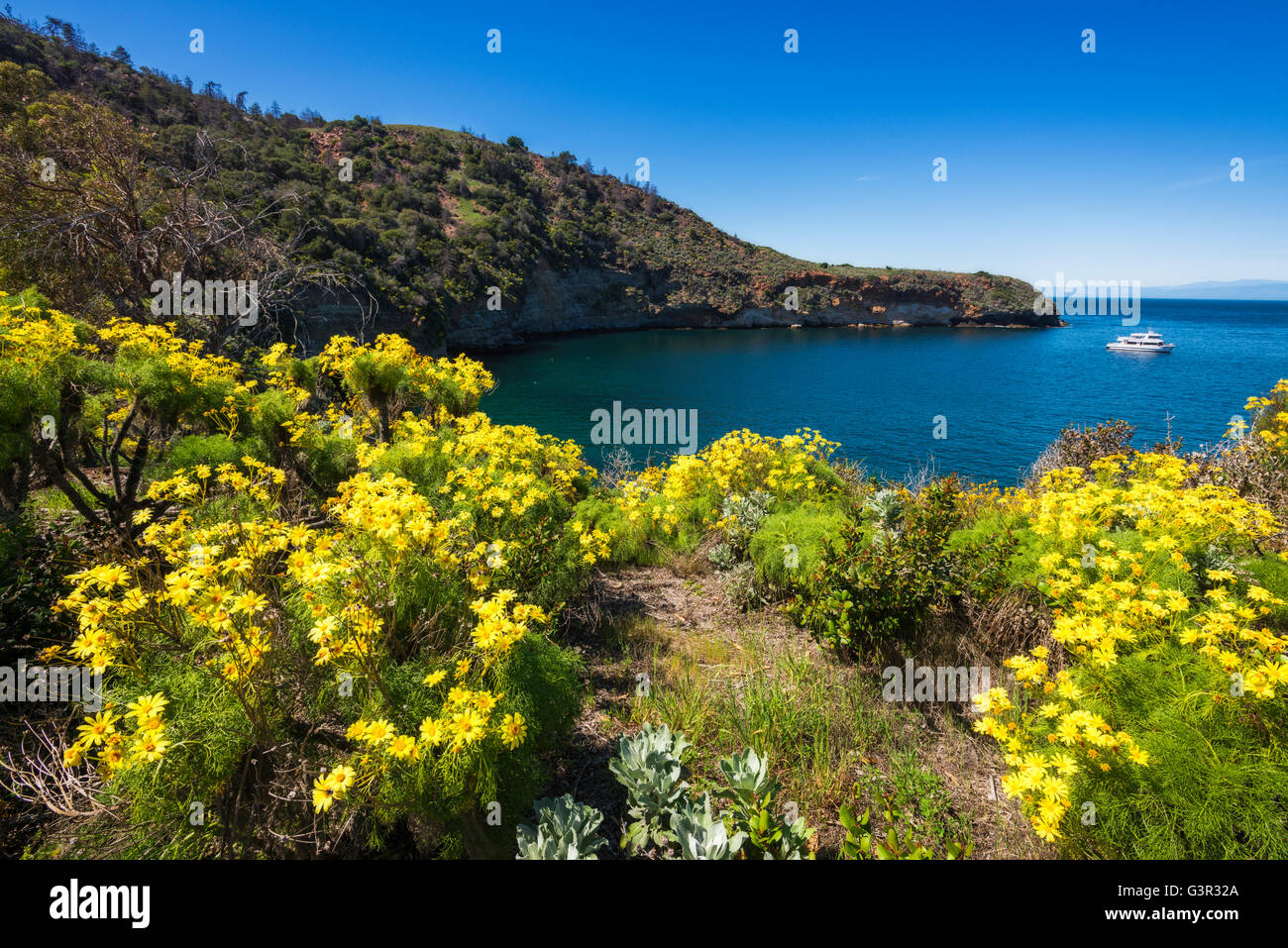 Wildflowers at Pelican Bay, Santa Cruz Island, Channel Islands National