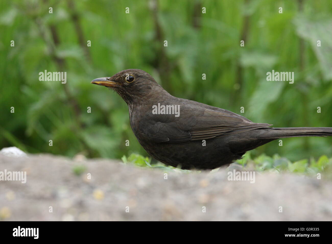 black bird,female,garden bird. Stock Photo