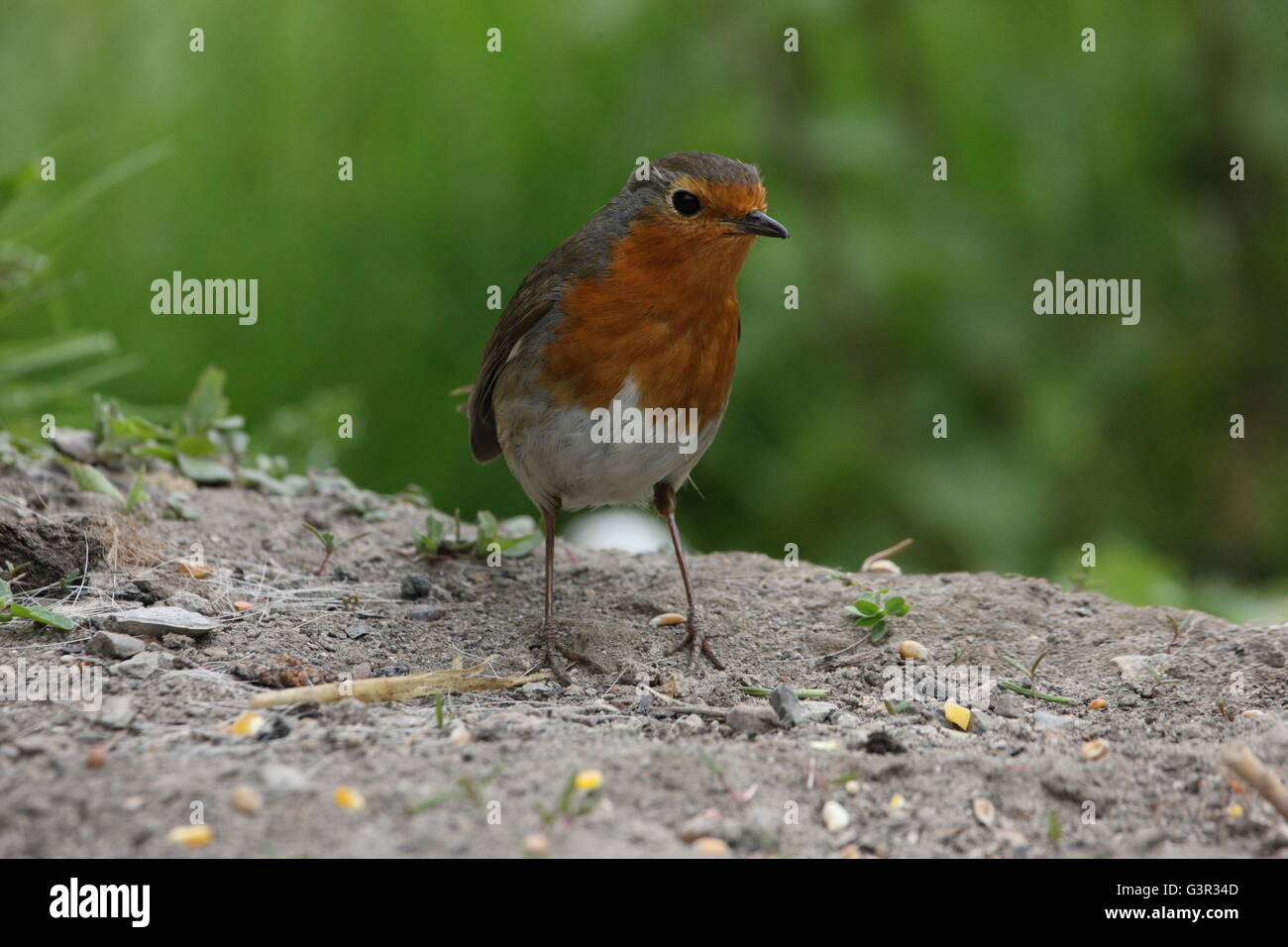 Erithacus rubecula,robin ,bird,garden bird ,wildlife Stock Photo