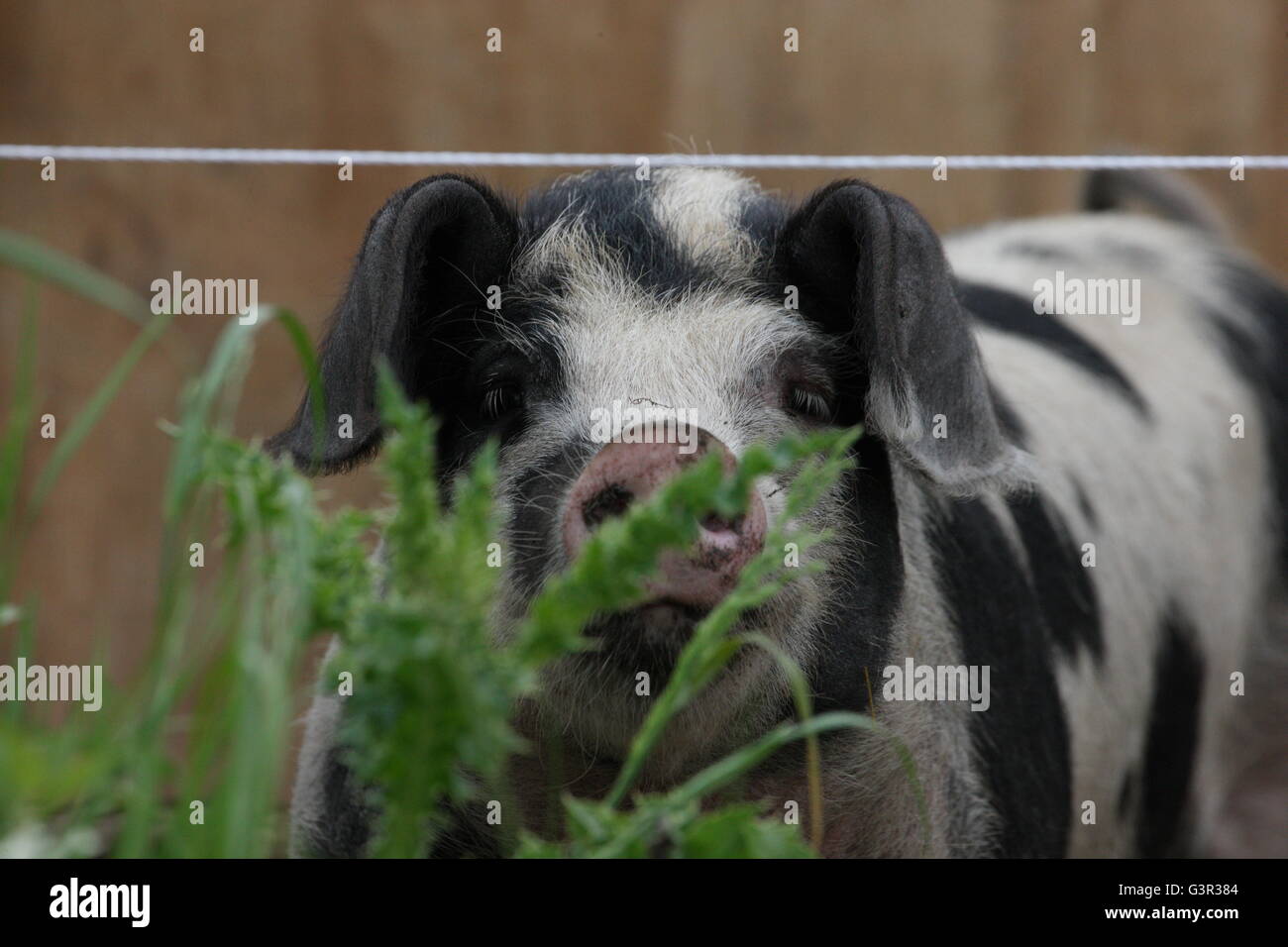 black spotted pig, weaner,boar, looking through an electric fence weed in front,free range Stock Photo