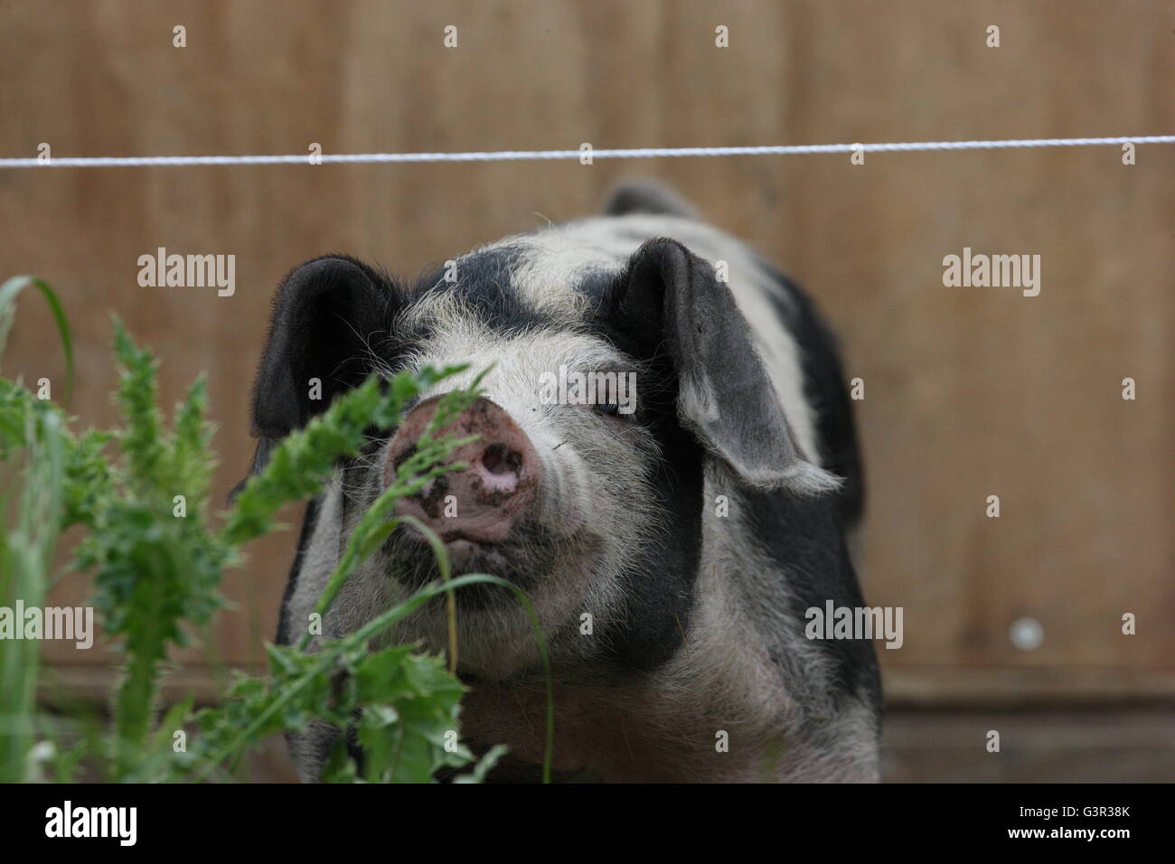 black spotted pig, weaner,boar, looking through an electric fence weed in front Stock Photo