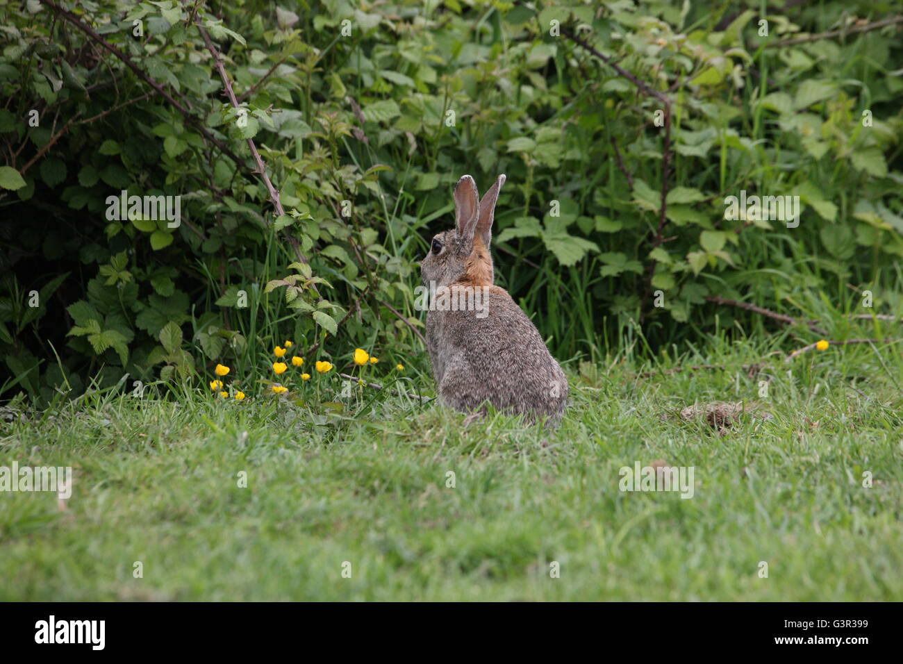 brown wild rabbit sitting up looking at a hedge in a field,rural,pest, Stock Photo