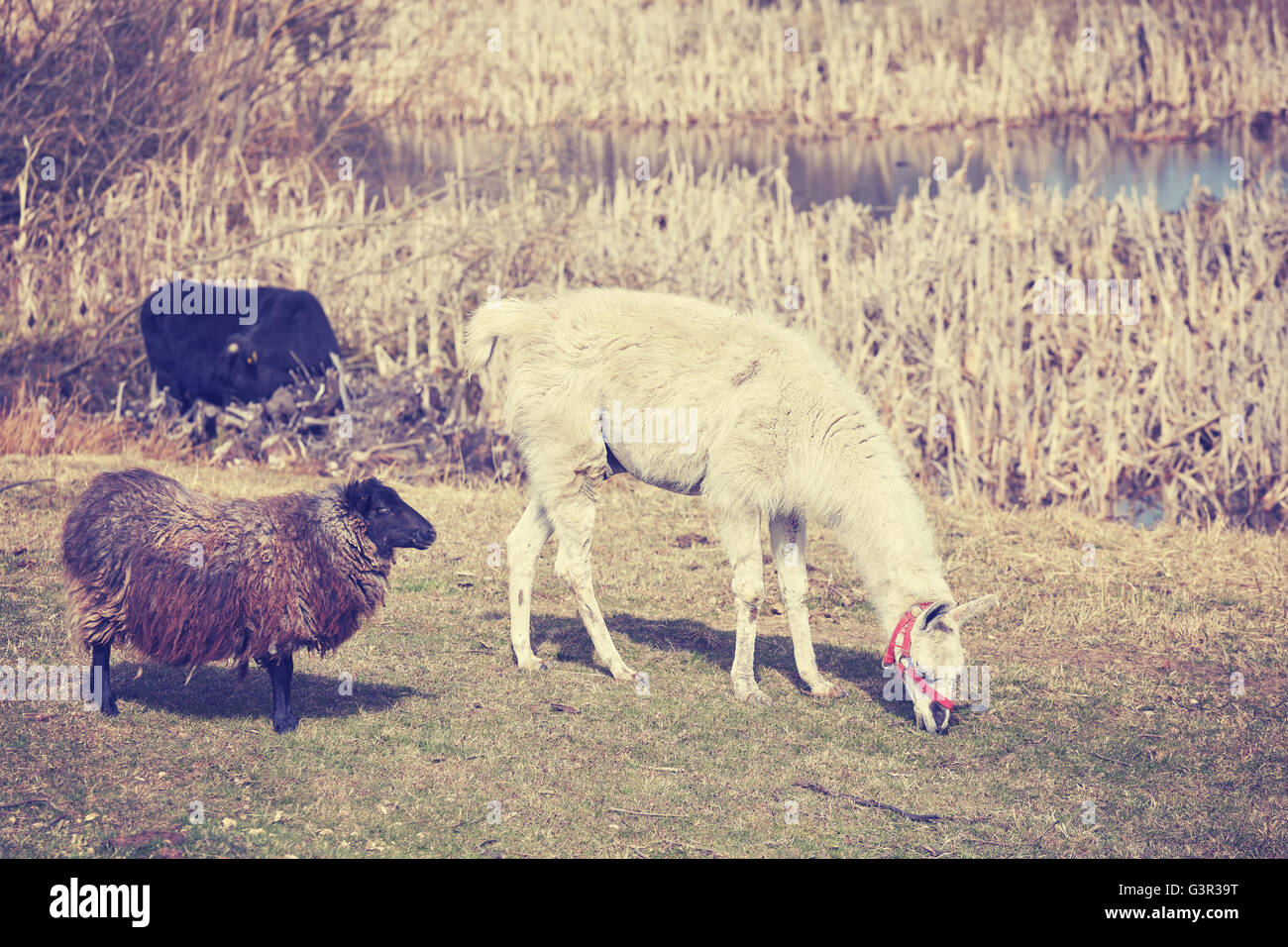 Vintage toned lama and sheep on a natural pasture in the springtime. Stock Photo