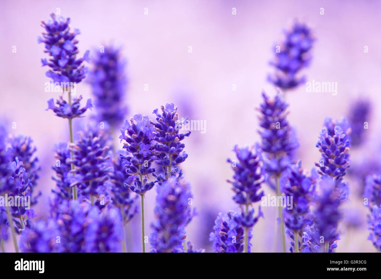 Lavender flower, violet Lavender flowers in nature with copy space, Lavandula Stock Photo