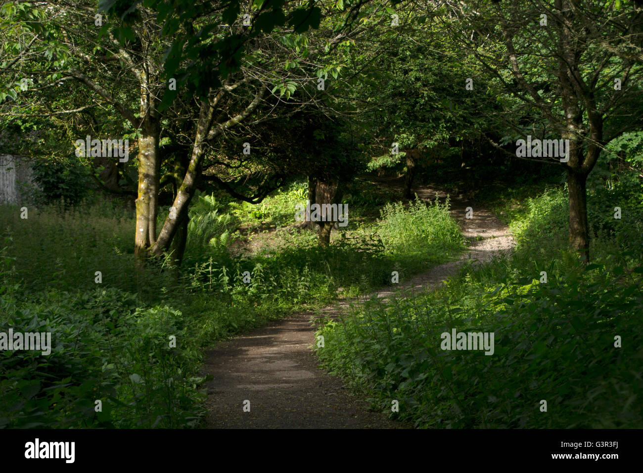 winding woodland walkway Stock Photo - Alamy