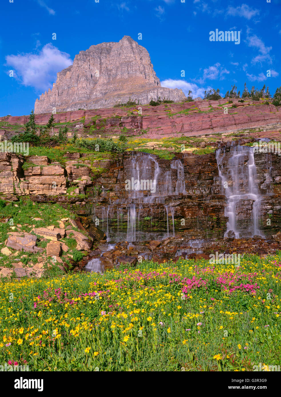 USA, Montana, Glacier National Park, Monkeyflower and arnica bloom near waterfall on Logan Creek beneath Clements Mountain. Stock Photo