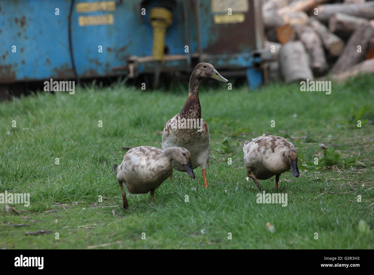 three indian runner ducks,brown one drake 2 ducks,free range farm birds