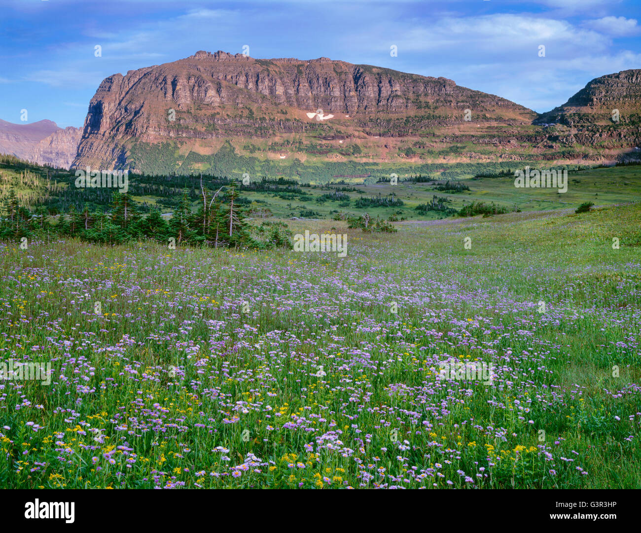 USA, Montana, Glacier National Park, Heavy Runner Mountain rises beyond meadow of fleabane and arnica above Logan Pass. Stock Photo