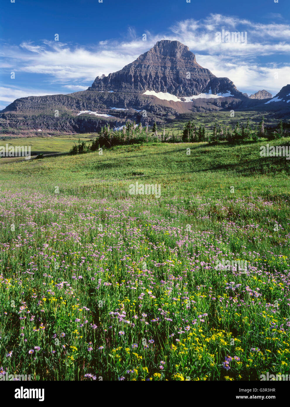 USA, Montana, Glacier National Park, Reynolds Mountain rises beyond wind-stunted conifers and meadow of showy fleabane and arnic Stock Photo