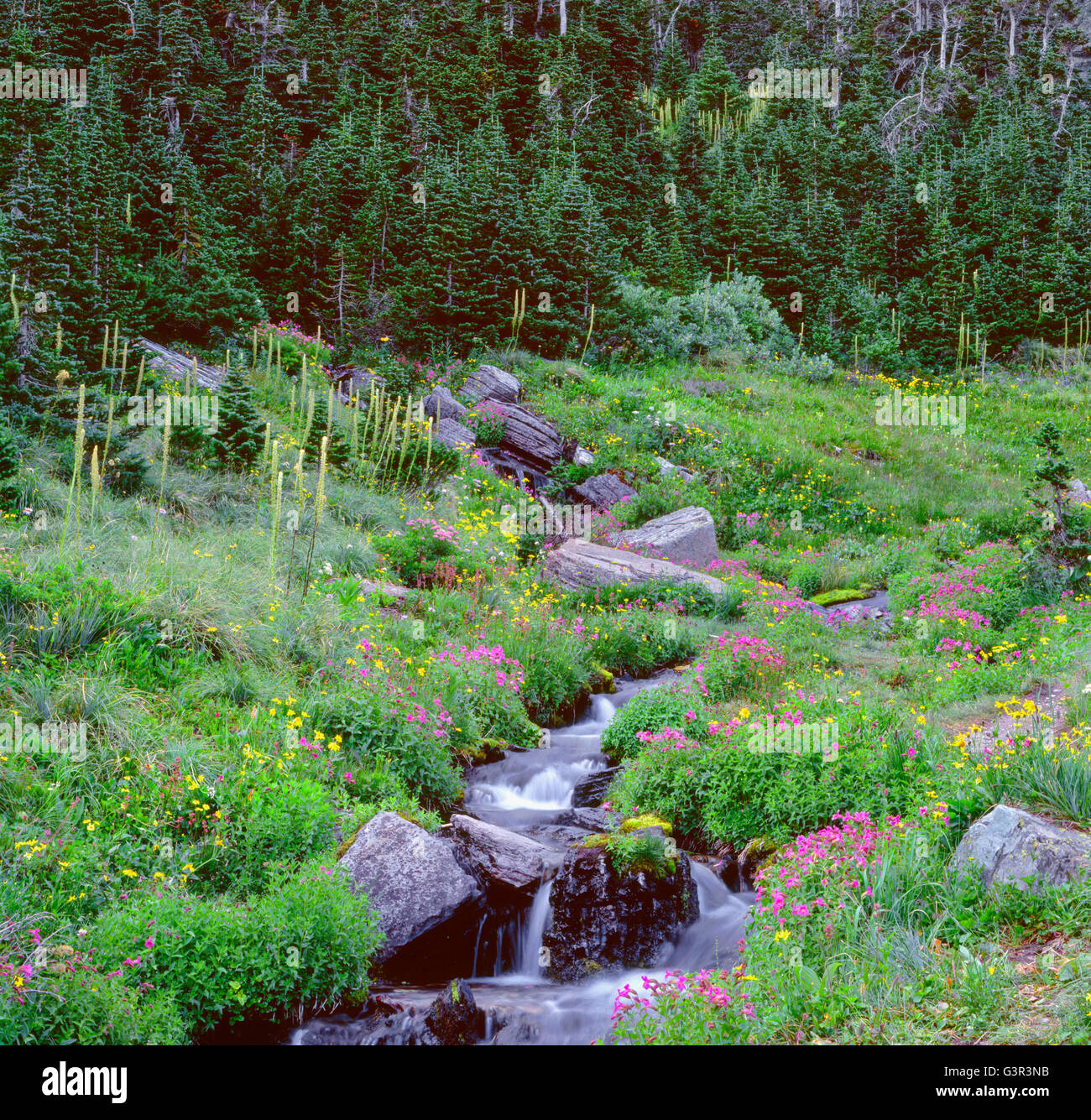 USA, Montana, Glacier National Park, Monkeyflower, arnica and beargrass bloom near Lunch Creek alongside stunted subalpine fir. Stock Photo