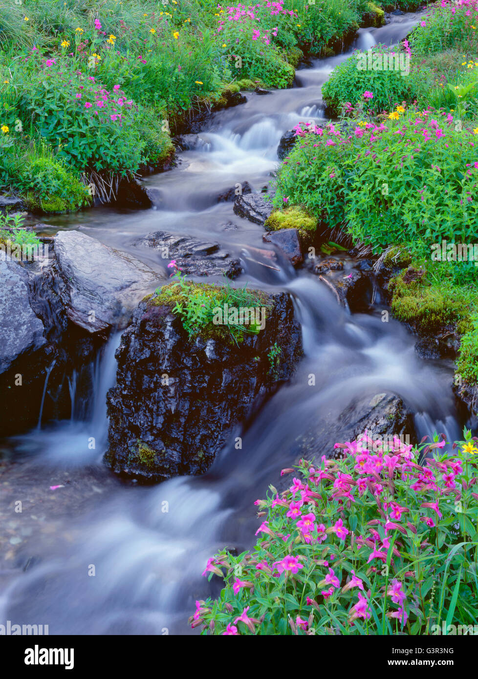 USA, Montana, Glacier National Park, Pink blossoms of Lewis monkeyflower and yellow blossoms of arnica bloom along Lunch Creek. Stock Photo