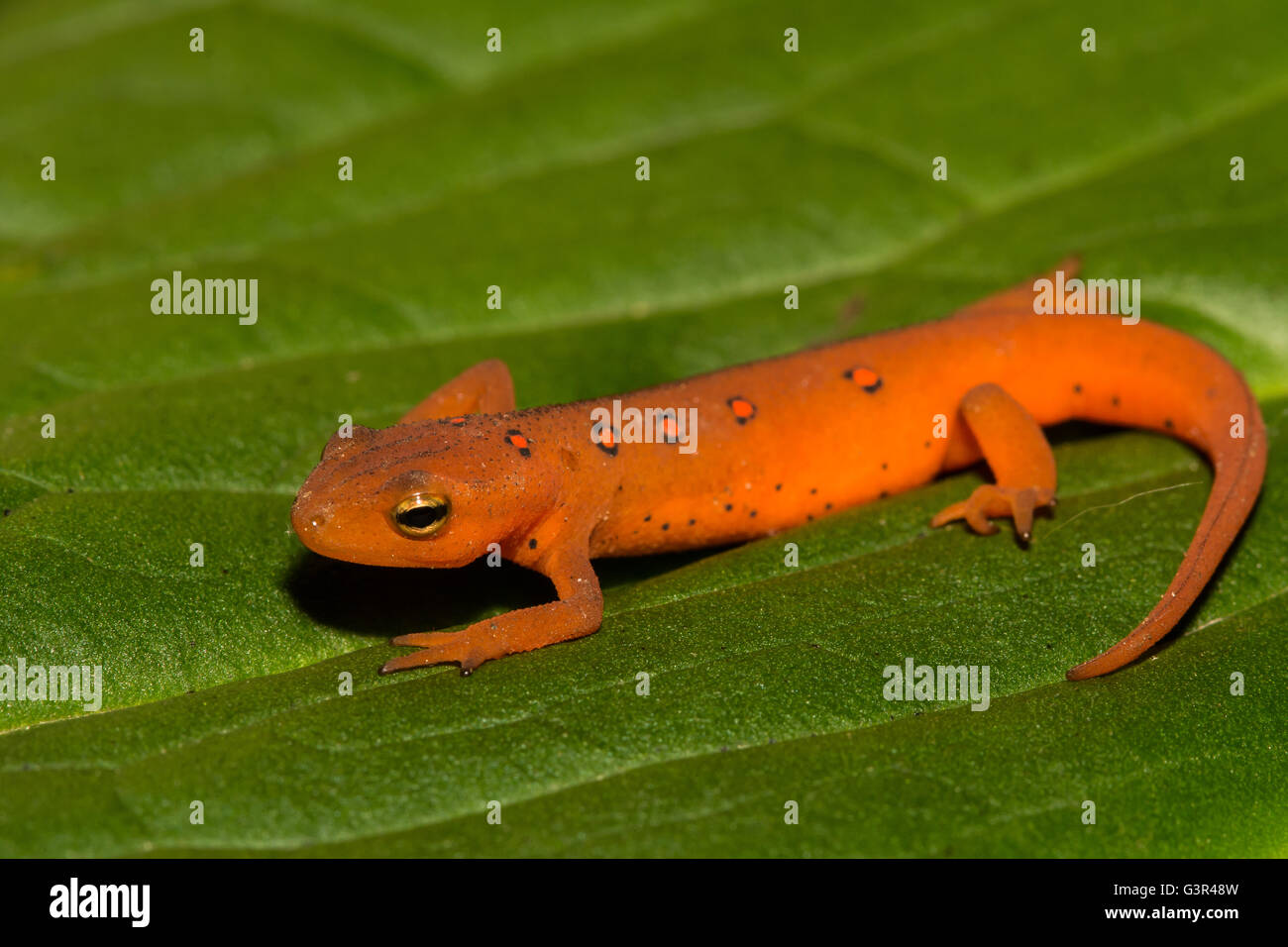 A Red Eft isolated on a skunk cabbage leaf Stock Photo - Alamy