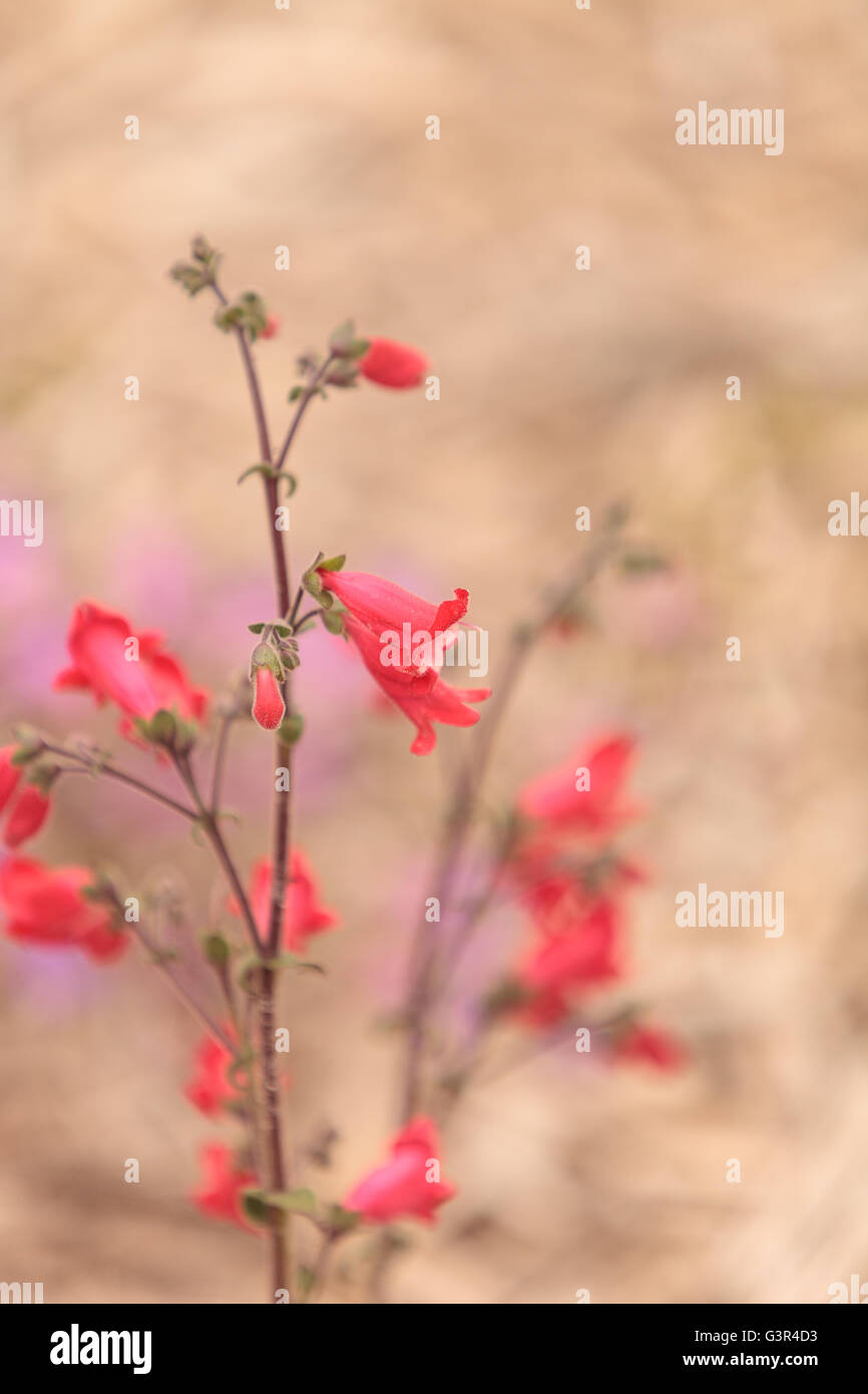 Pink desert flower hi-res stock photography and images - Alamy
