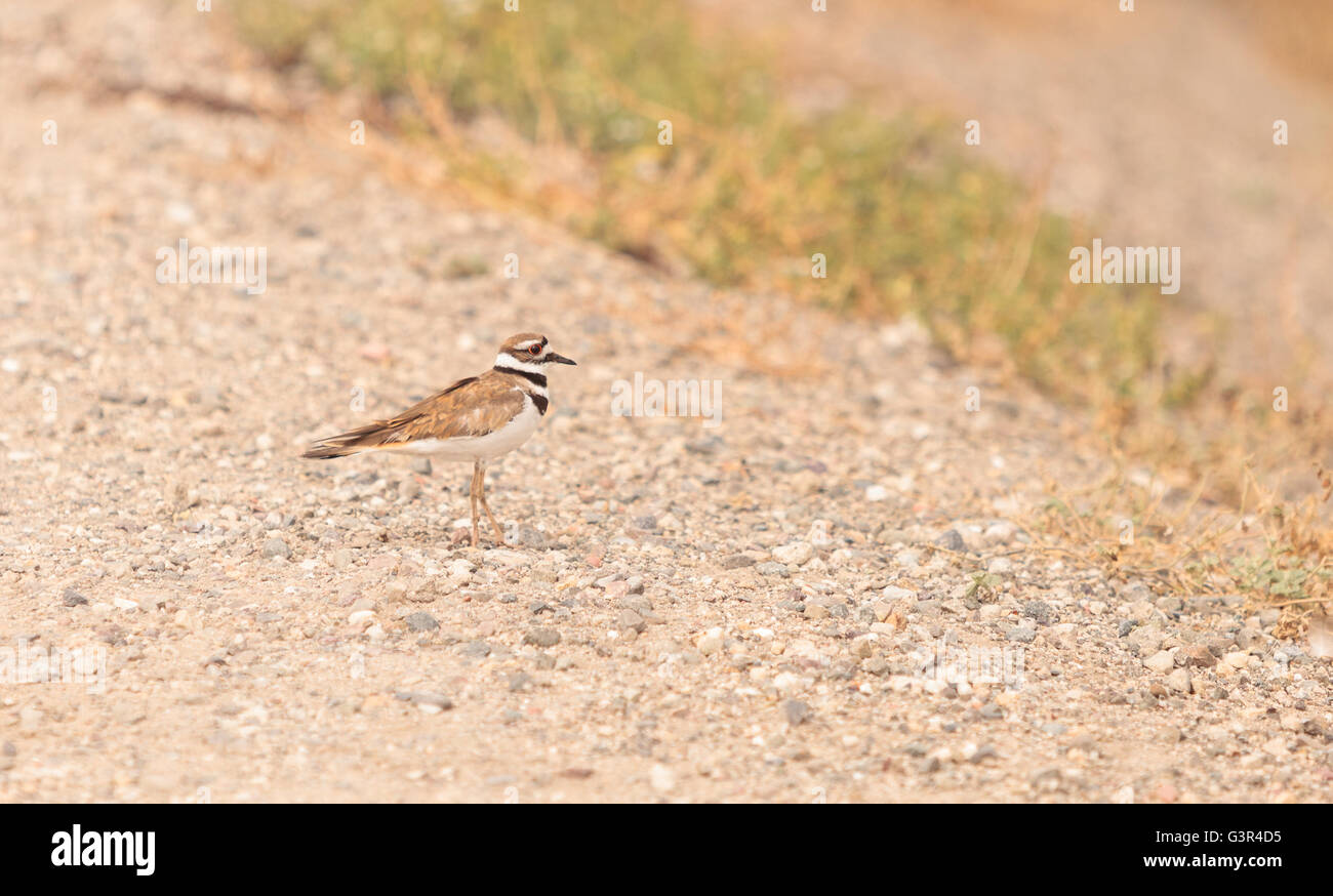 Killdeer shorebird Charadrius vociferous in a marsh in Southern California in spring Stock Photo