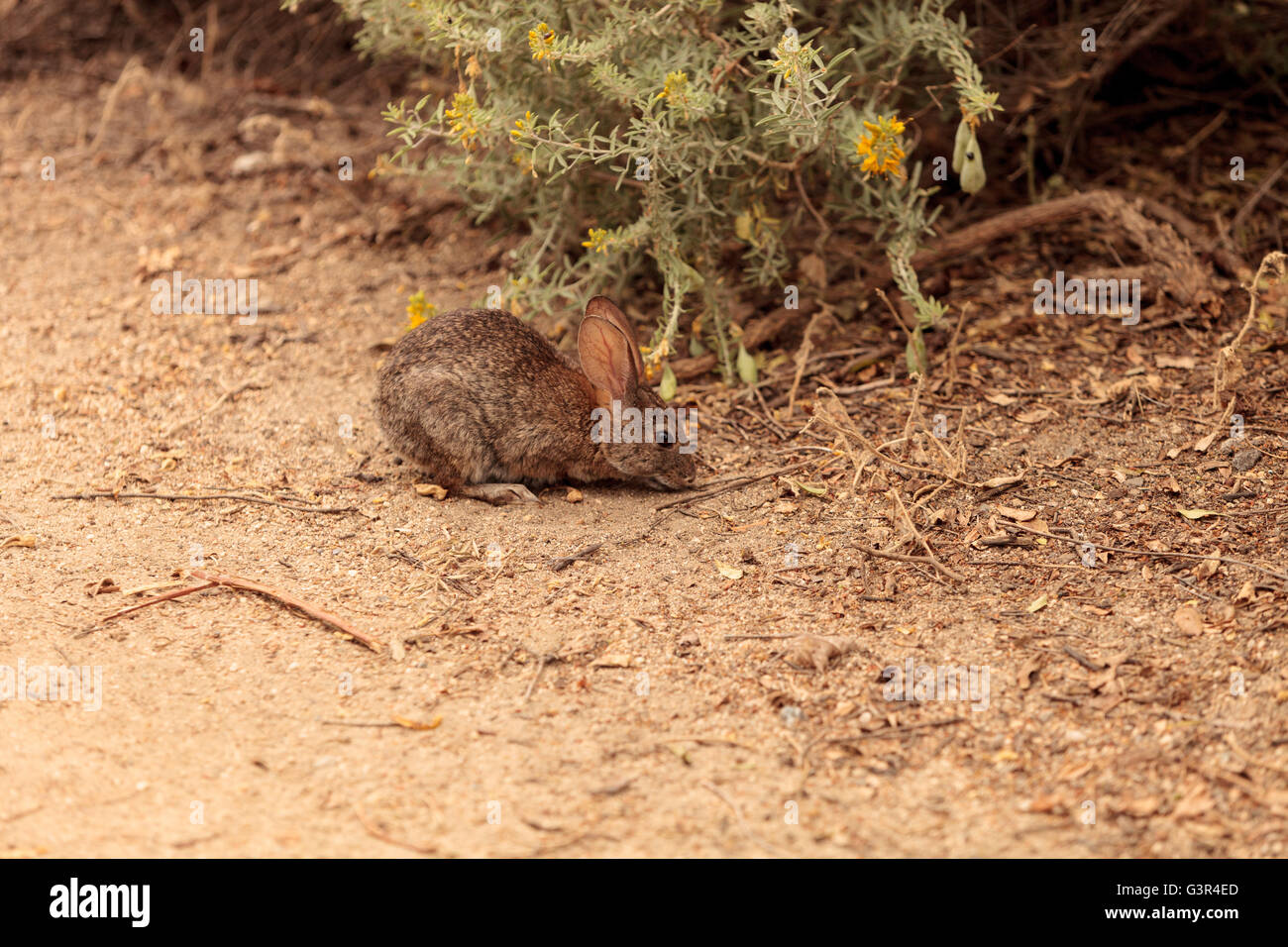 Brush rabbit hires stock photography and images Alamy